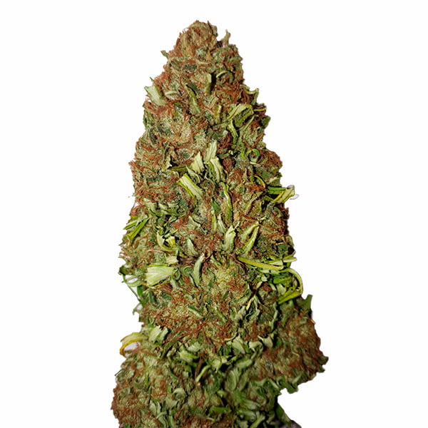 Harlequin CBD+ > CBD+ Buds | CBD cannabis seeds  |  Sativa
